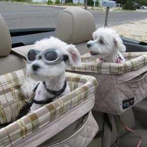 Meet your Posher, Barbara